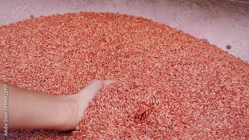 Wheat grain before sowing the crop. Farmers hands holding and pouring wheat grains. Red whet seeds with seed treatment before planting.   photo