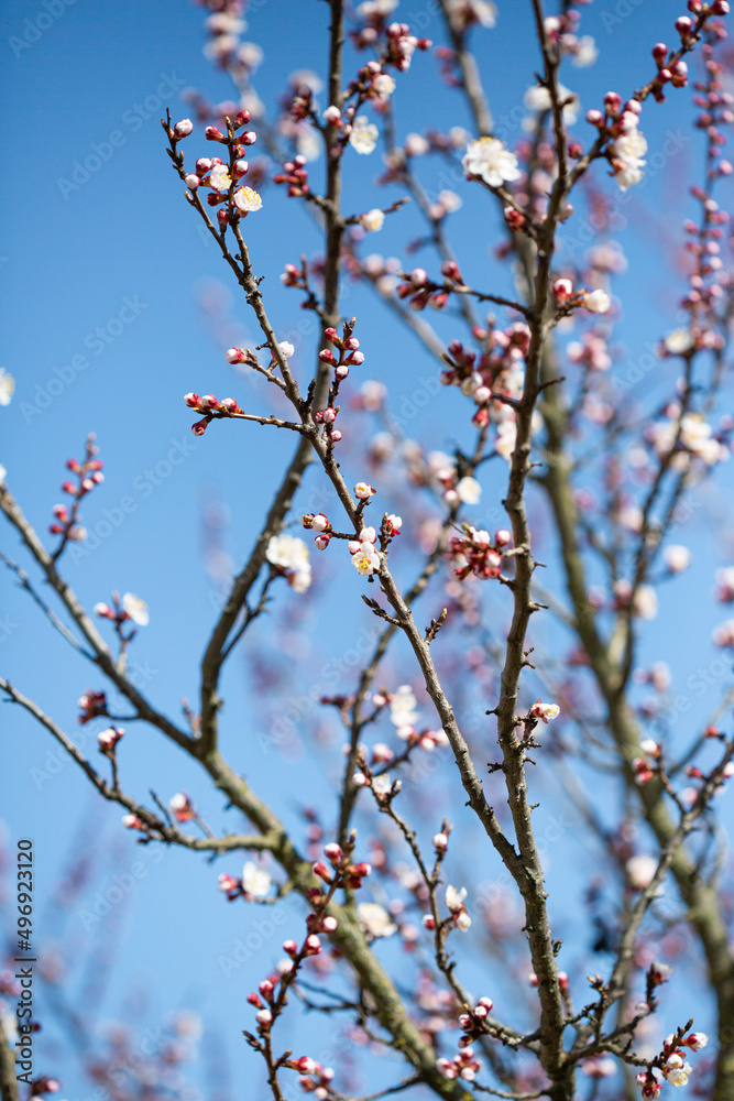 Spring flowers on fruits tree and blue sky Spring flowers on fruits tree and blue sky