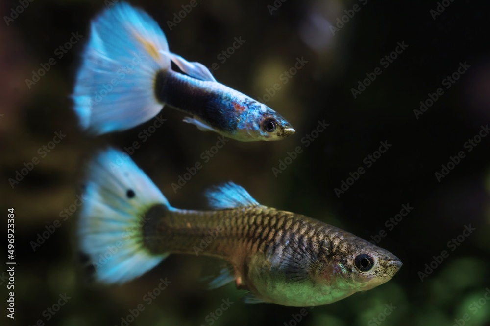 pregnant female of freshwater dwarf guppy fish, male with big bl pregnant female of freshwater dwarf guppy fish, male with big bl
