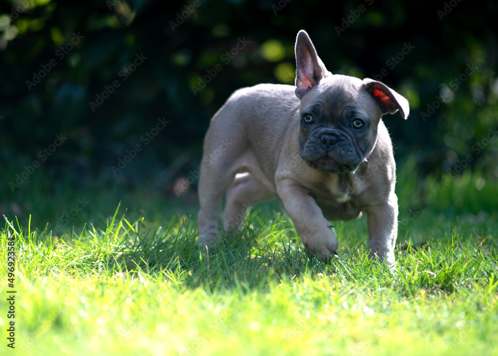 chunky french bulldog puppy