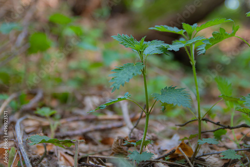 young shoots of a nettle plant. Young bright greens herbs Urtica.
