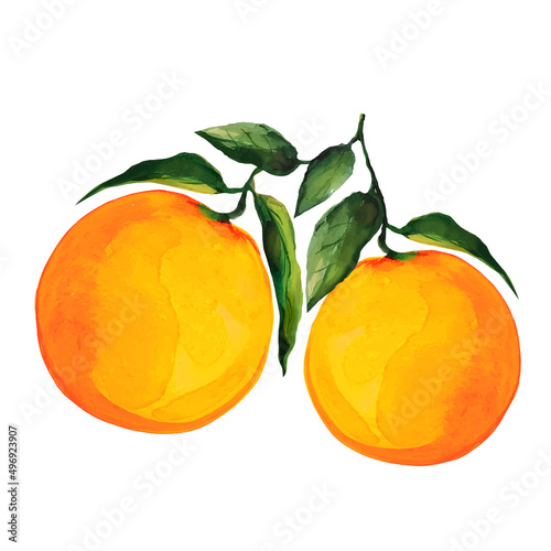 orange fruit fruit with leaves vector illustration