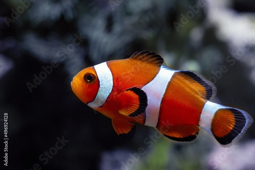 young ocellaris clownfish, healthy and active animal in strong current in nano reef marine aquarium, popular, hard to keep pet on beautiful blurred background, expensive hobby for experienced aquarist photo