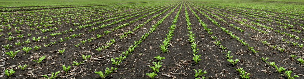 seedlings close up, young leaves of sugar beet on a field in spring seedlings close up, young leaves of sugar beet on a field in spring
