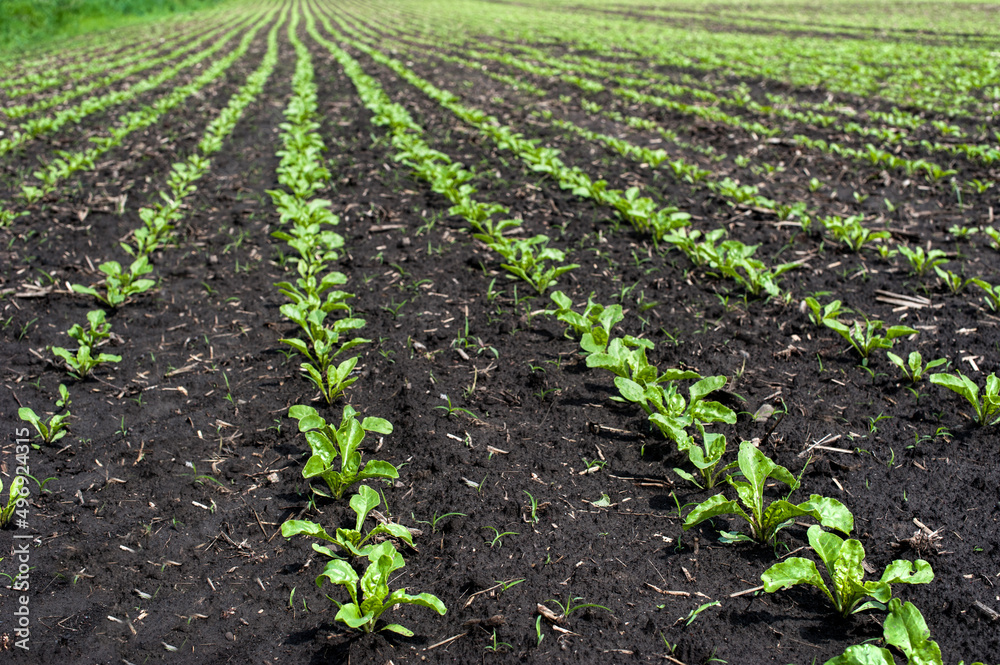 close up of young sugar beet leaves on spring field close up of young sugar beet leaves on spring field