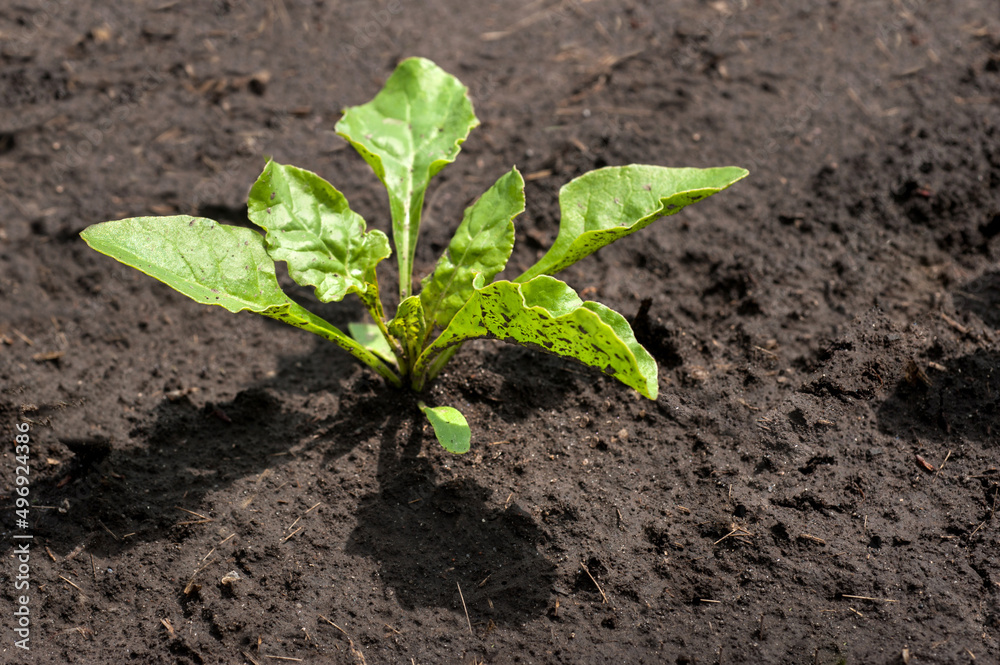 young and fresh leaves, sugar beet sprouts on the field in spring young and fresh leaves, sugar beet sprouts on the field in spring