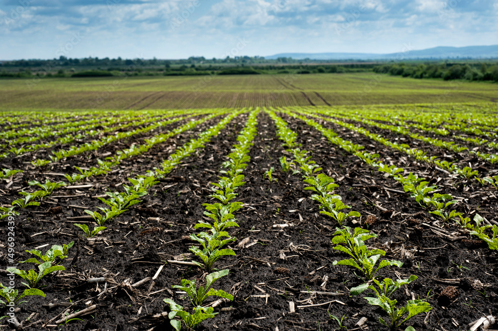 lines of rows Sugar beet leaves sprouts on field