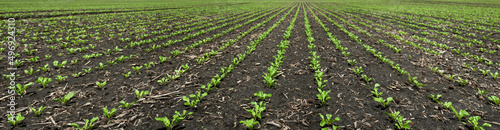 seedlings close up, young leaves of sugar beet on a field in spring