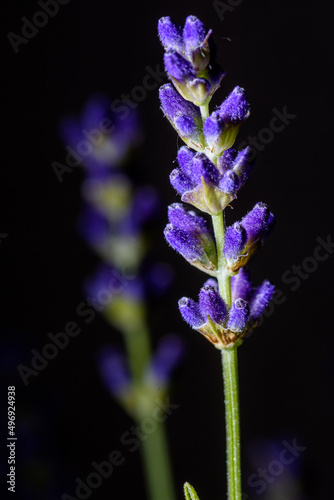 closeup of a lavender flower with black background