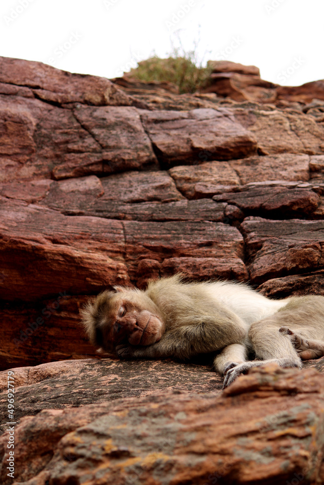 The monkey sleeping on the rock. Bonnet macaque in Badami Fort. The monkey sleeping on the rock. Bonnet macaque in Badami Fort.