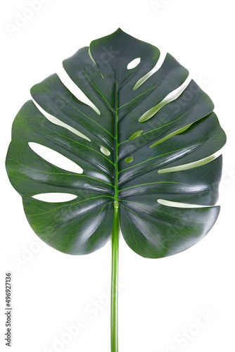 close up of the monstera deliciosa palm leaf isolated on white