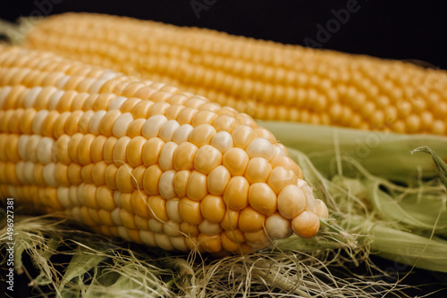 Corn on the cob on a black background. Two cobs of yellow sweet corn. Close-up. Close-up of corn grains
