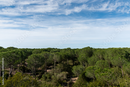 Copa de los pinos