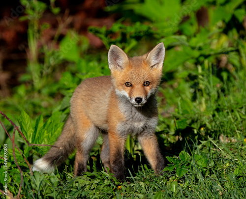 Portrait of a Red Fox kit