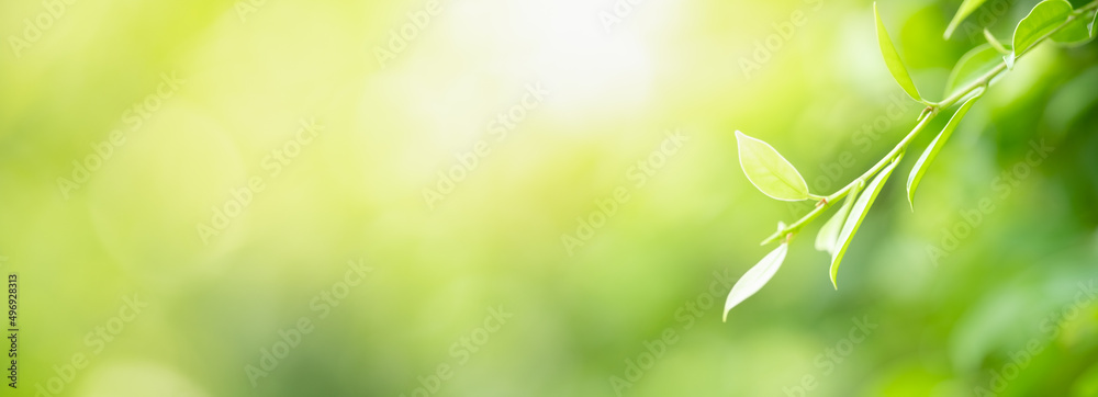 Closeup of beautiful nature view green leaf on blurred greenery background in garden with copy space using as background cover page concept. Closeup of beautiful nature view green leaf on blurred greenery background in garden with copy space using as background cover page concept.