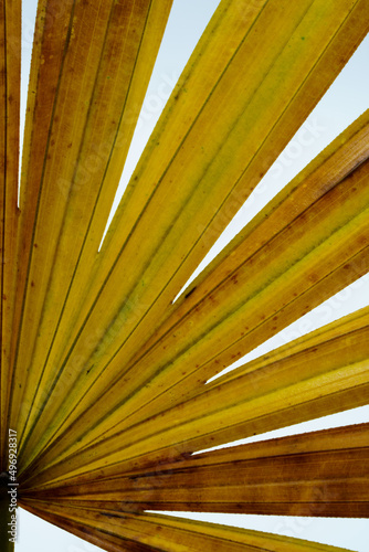 Palm leaf, Rhapis excelsa also known as lady palm or bamboo palm.