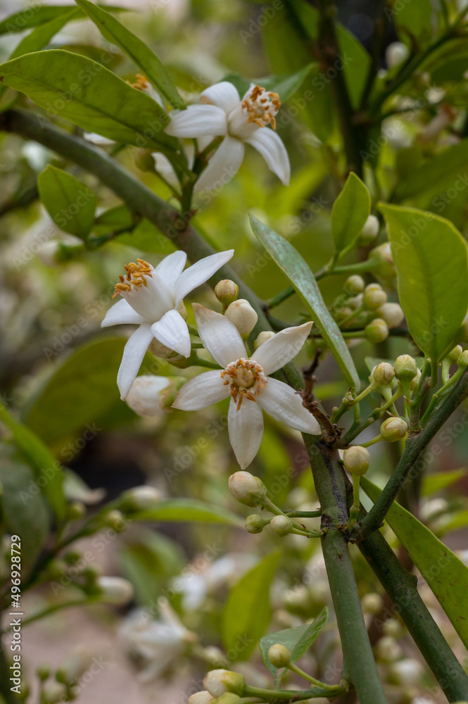 Spring blossom of aromatic white orange tree flowers Spring blossom of aromatic white orange tree flowers