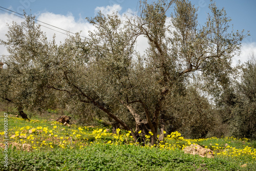 Olive tree grove on hills in spring time with blossom of yellow wild flowers  Andalusia  Spain