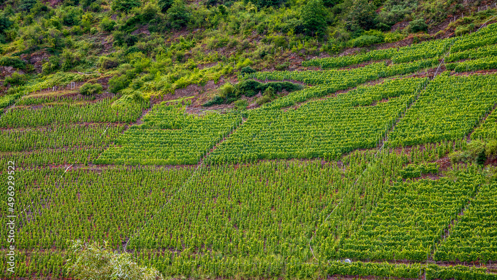 rows of vines in vineyard moselle germany
