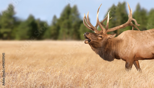 Fototapeta Naklejka Na Ścianę i Meble -  A Rocky Mountain Bull Elk bugling in a high mountain meadow setting.