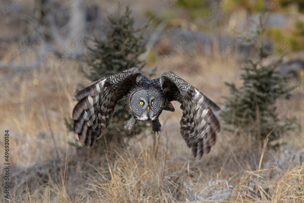 Great Gray Owl takes flight. Great Gray Owl takes flight.