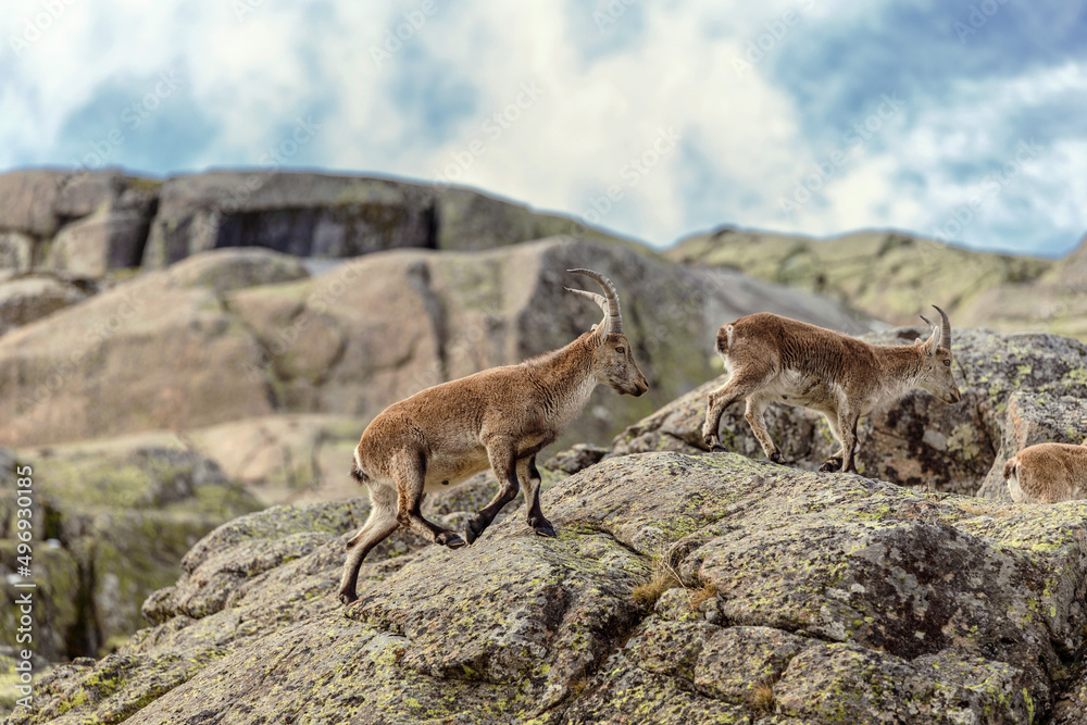 Naklejka premium mountain goats walking in the rocks