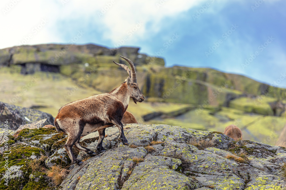 Mountain goat buck on granite boulders Mountain goat buck on granite boulders