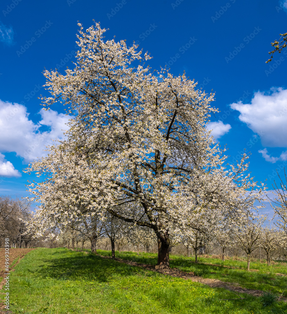 The fruit tree blossom in Ortenau, Baden-Württemberg, Germany. The fruit tree blossom in Ortenau, Baden-Württemberg, Germany.