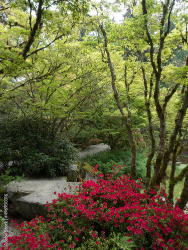 Fototapeta Naklejka Na Ścianę i Meble -  Springtime on the grounds of Yao Japanese Garden, part of Bellevue Botanical Garden - WA, USA