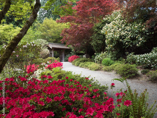 Springtime on the grounds of Yao Japanese Garden, part of Bellevue Botanical Garden - WA, USA