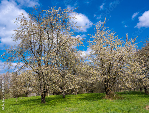 The fruit tree blossom in Ortenau  Baden-W  rttemberg  Germany.