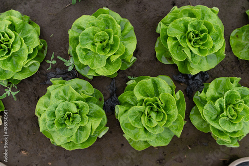 Organic lettuce in a greenhouse, rows of lettuce seedlings