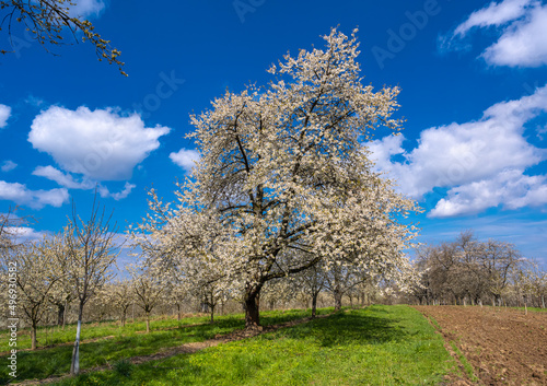The fruit tree blossom in Ortenau  Baden-W  rttemberg  Germany.