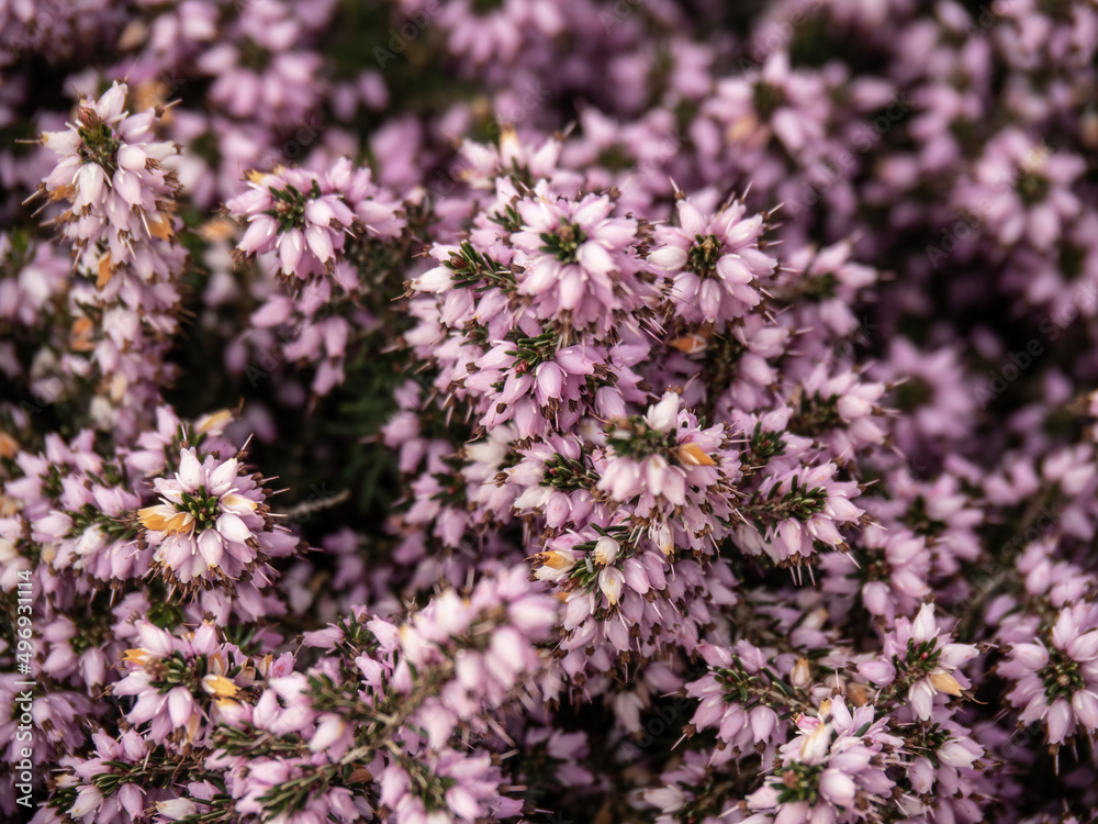 Heather, ling background in flower. Closeup. Heather, ling background in flower. Closeup.