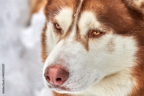 Portrait a beautiful red husky dog in snow close-up.