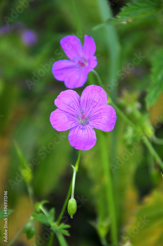 Geranium growing in the wild