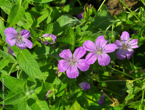 Geranium growing in the wild