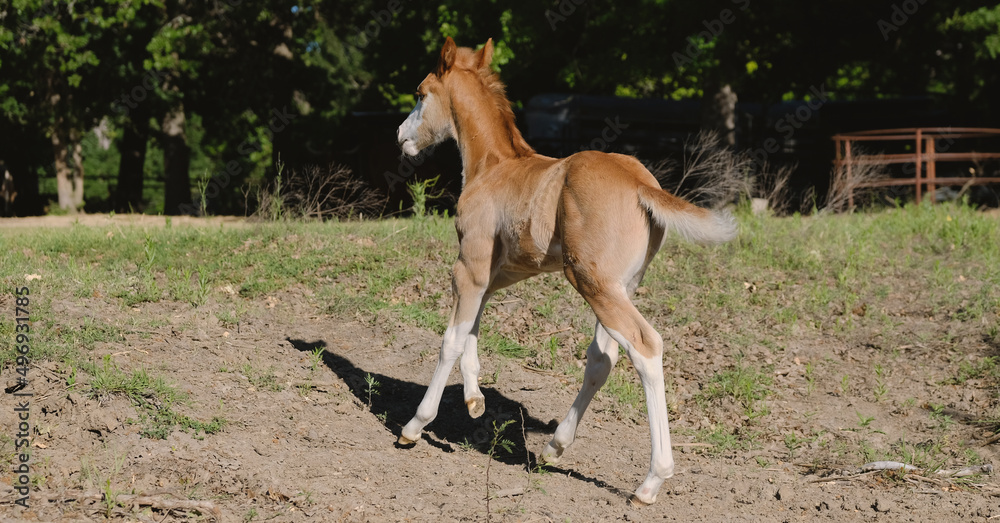Foal horse walking up hill in rural farm. Foal horse walking up hill in rural farm.