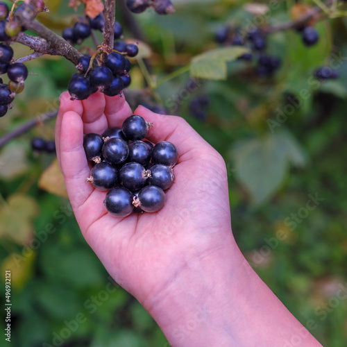 Hand of a young woman picking ripe blackcurrants on a sunny summer day.