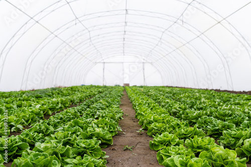Rows of lettuce seedlings in a greenhouse