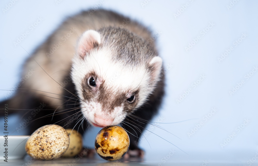 A domestic ferret eats a quail egg. With porcelain dishes. Animal color - standard. A domestic ferret eats a quail egg. With porcelain dishes. Animal color - standard.