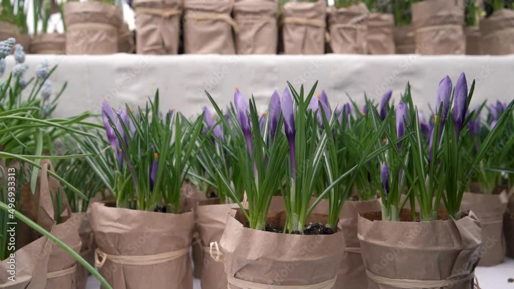 Purple crocus flowers at the farmers market in spring, slow motion Purple crocus flowers at the farmers market in spring, slow motion