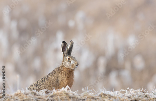 Close up portrait of the European Brown Hare in the frosted spring morning environemnt
