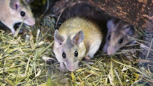 Cairo spiny mouse (Acomys cahirinus), several mice running around