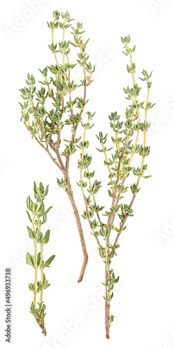 Thyme sprigs isolated on a white background, top view. Fresh thyme spice.