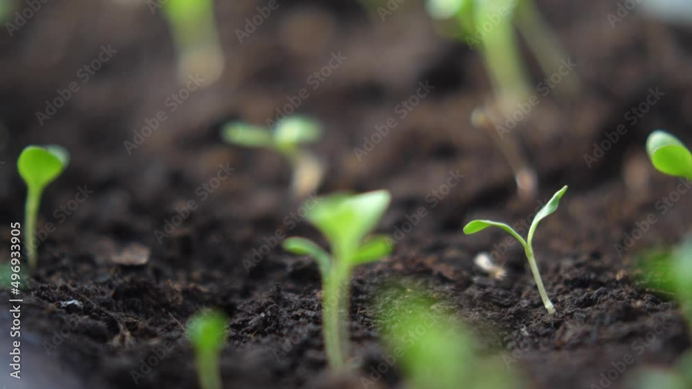 Close up view of small sprouts in the ground Close up view of small sprouts in the ground