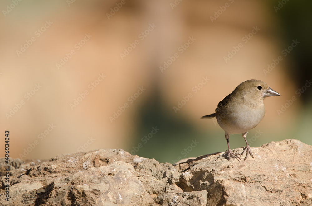 Tenerife blue chaffinch Fringilla teydea. Female. Las Lajas. Vilaflor. Corona Forestal Natural Park. Tenerife. Canary Islands. Spain. Tenerife blue chaffinch Fringilla teydea. Female. Las Lajas. Vilaflor. Corona Forestal Natural Park. Tenerife. Canary Islands. Spain.