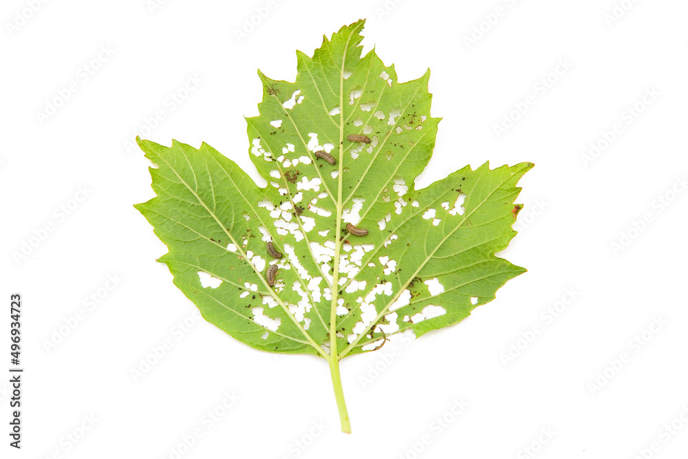 Green leaf and caterpillars isolated on white background Green leaf and caterpillars isolated on white background