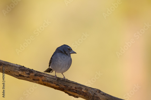 Tenerife blue chaffinch Fringilla teydea. Male. Las Lajas. Vilaflor. Corona Forestal Natural Park. Tenerife. Canary Islands. Spain.