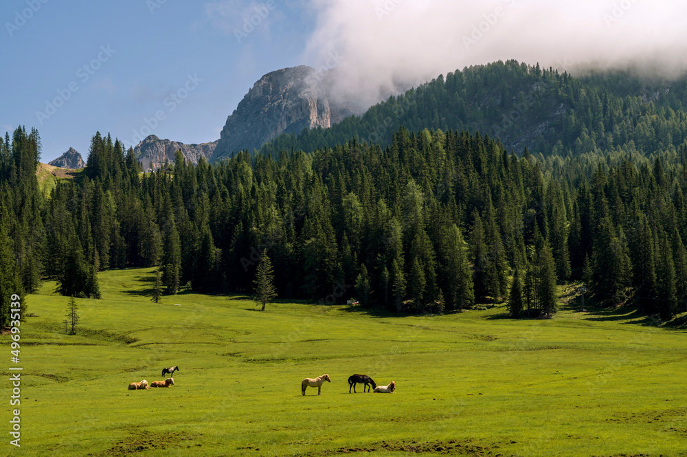 Beautiful meadow with horses near lake Misurina in Italian Alps.